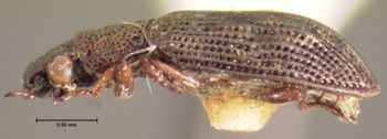 Media type: image;   Entomology 3062 Aspect: habitus lateral view